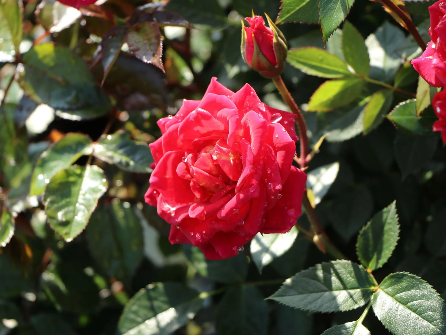 Zwergrose 'Chili Clementine' ® 3 Zwergrose 'Chili Clementine' ® – Bild 3