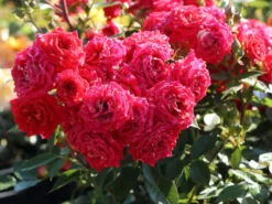 Zwergrose 'Chili Clementine' ® 7 Zwergrose 'Chili Clementine' ® -Deutschland Garten Funk Verkaufs-Shop zwergrose chili clementine m006104 w 1