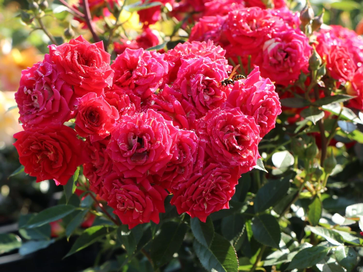 Zwergrose 'Chili Clementine' ® 4 Zwergrose 'Chili Clementine' ® – Bild 4