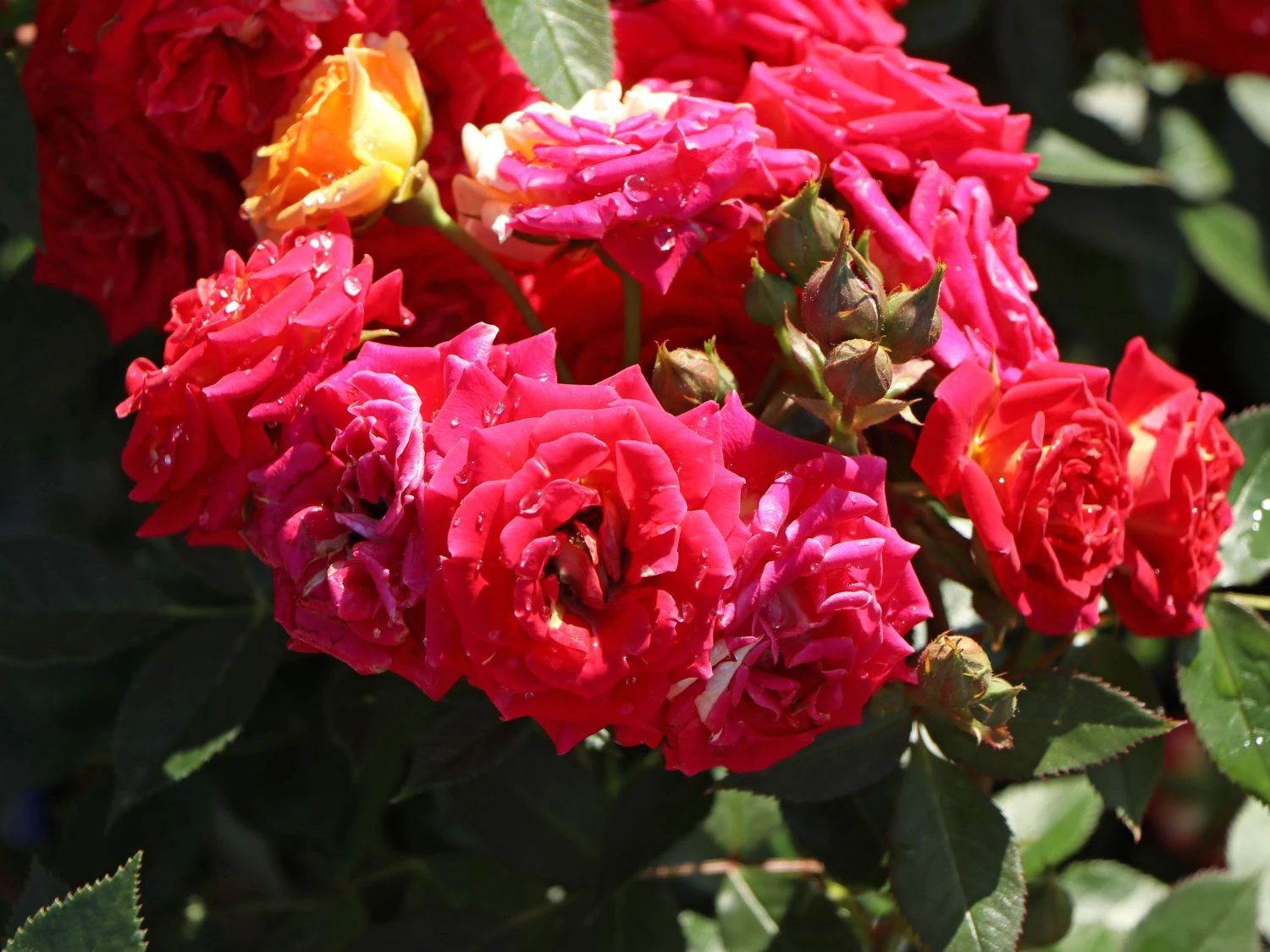 Zwergrose 'Chili Clementine' ® 2 Zwergrose 'Chili Clementine' ® – Bild 2