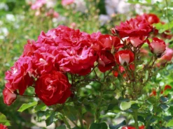 Zwergrose 'Corazon' ®