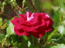 Zwergrose 'Corazon' ® 5 Zwergrose 'Corazon' ® -Deutschland Garten Funk Verkaufs-Shop zwergrose corazon m114297 w 1