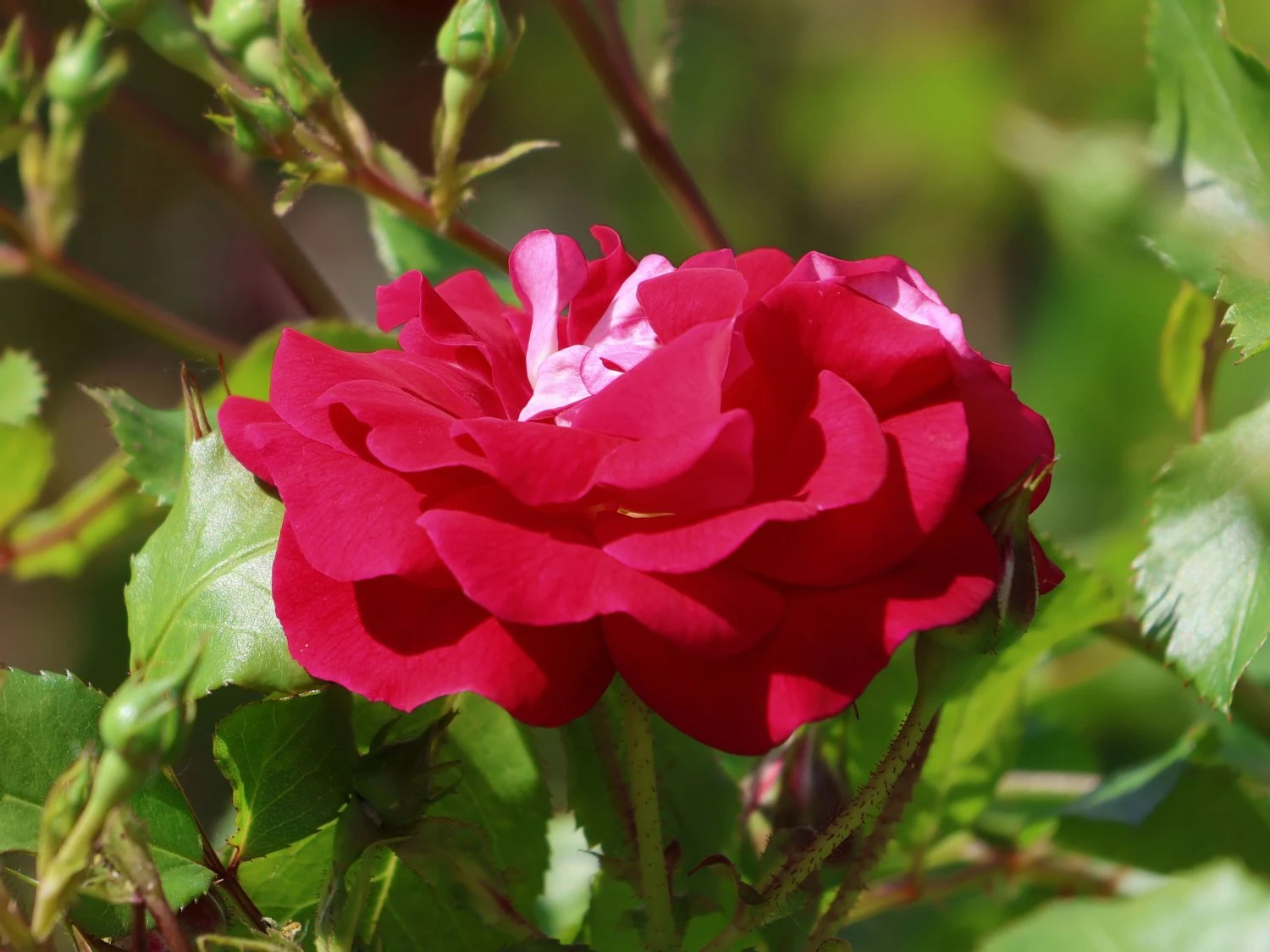 Zwergrose 'Corazon' ® 3 Zwergrose 'Corazon' ® – Bild 3