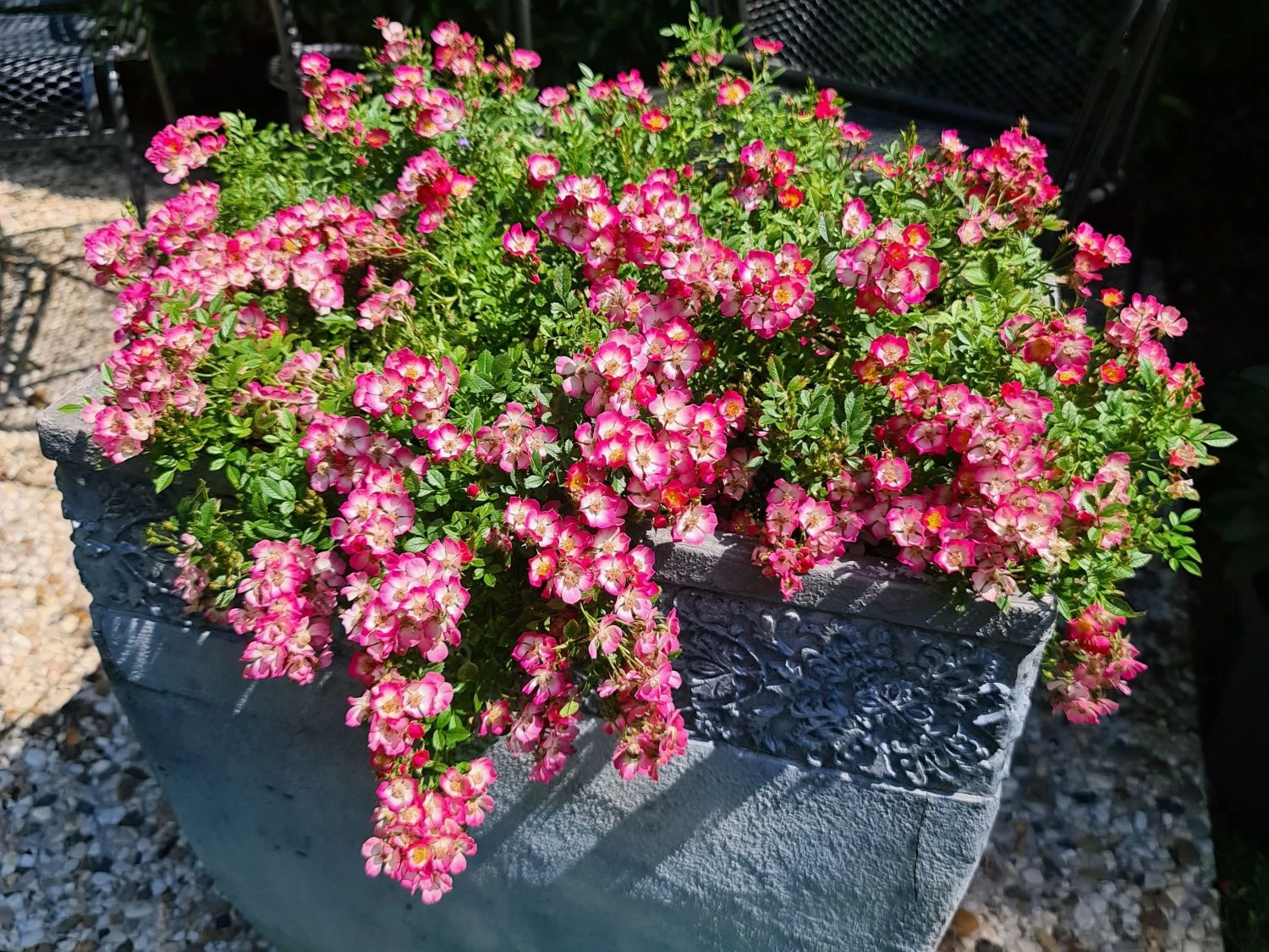 Zwergrose 'Cutie Pie' 1 Zwergrose 'Cutie Pie'