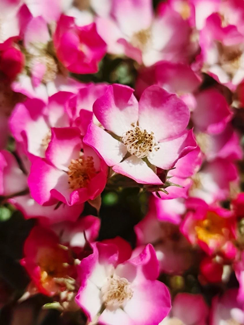 Zwergrose 'Cutie Pie' 2 Zwergrose 'Cutie Pie' – Bild 2