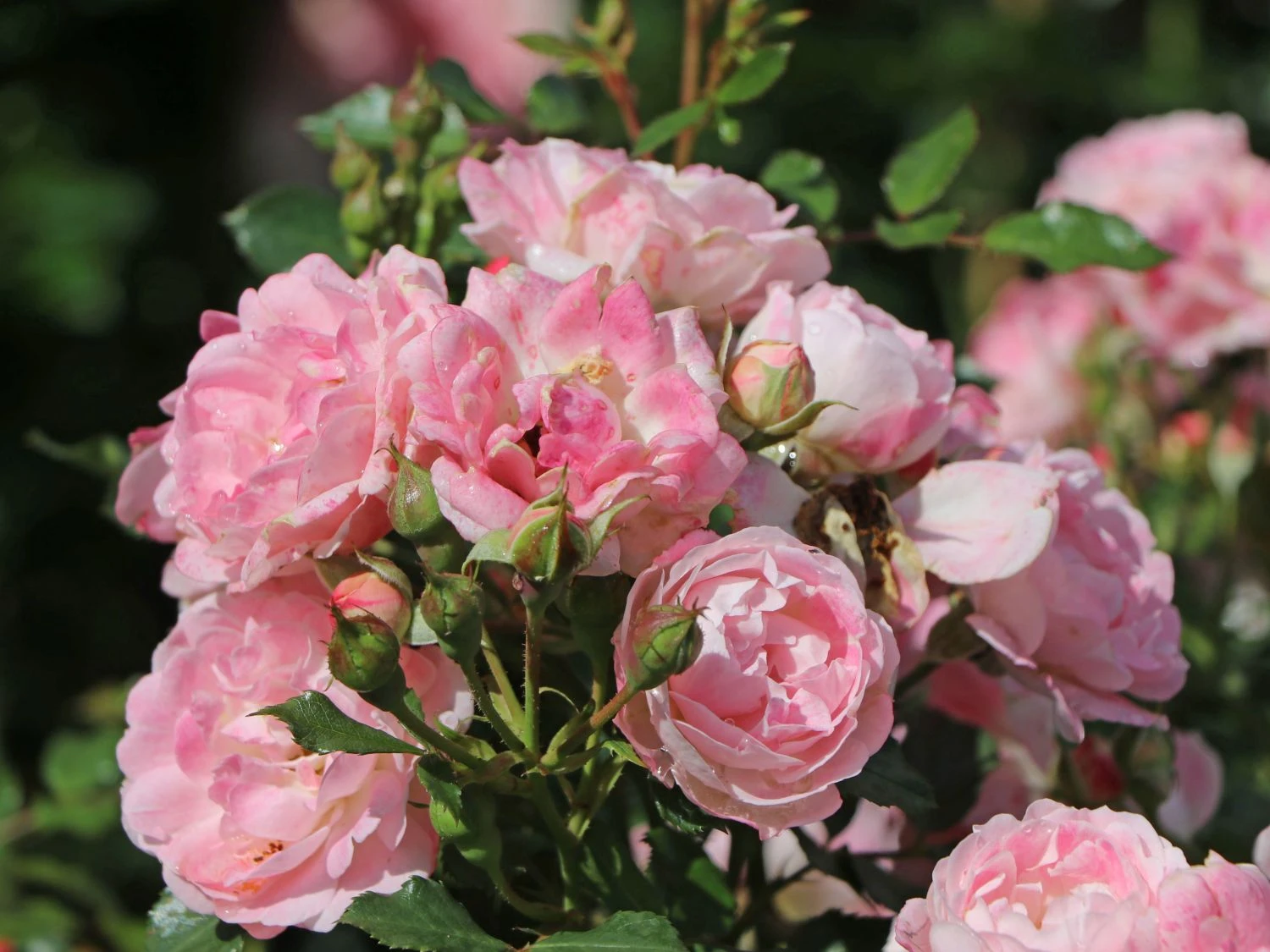 Zwergrose 'Flirt ® 2011' 1 Zwergrose 'Flirt ® 2011'