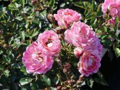 Zwergrose 'Flirt ® 2011' 12 Zwergrose 'Flirt ® 2011' -Deutschland Garten Funk Verkaufs-Shop zwergrose flirt 2011 m055127 w 0