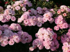 Zwergrose 'Flirt ® 2011' 17 Zwergrose 'Flirt ® 2011' -Deutschland Garten Funk Verkaufs-Shop zwergrose flirt 2011 m055127 w 1 1