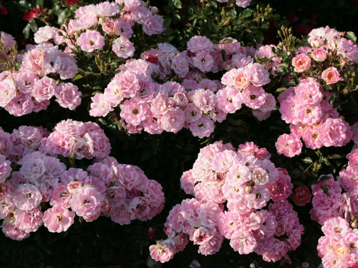 Zwergrose 'Flirt ® 2011' 8 Zwergrose 'Flirt ® 2011' – Bild 8