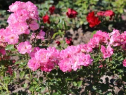 Zwergrose 'Flirt ® 2011' 14 Zwergrose 'Flirt ® 2011' -Deutschland Garten Funk Verkaufs-Shop zwergrose flirt 2011 m055127 w 1