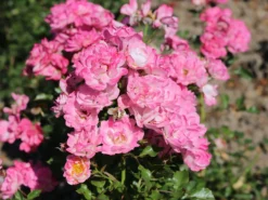 Zwergrose 'Flirt ® 2011' 13 Zwergrose 'Flirt ® 2011' -Deutschland Garten Funk Verkaufs-Shop zwergrose flirt 2011 m055127 w 2