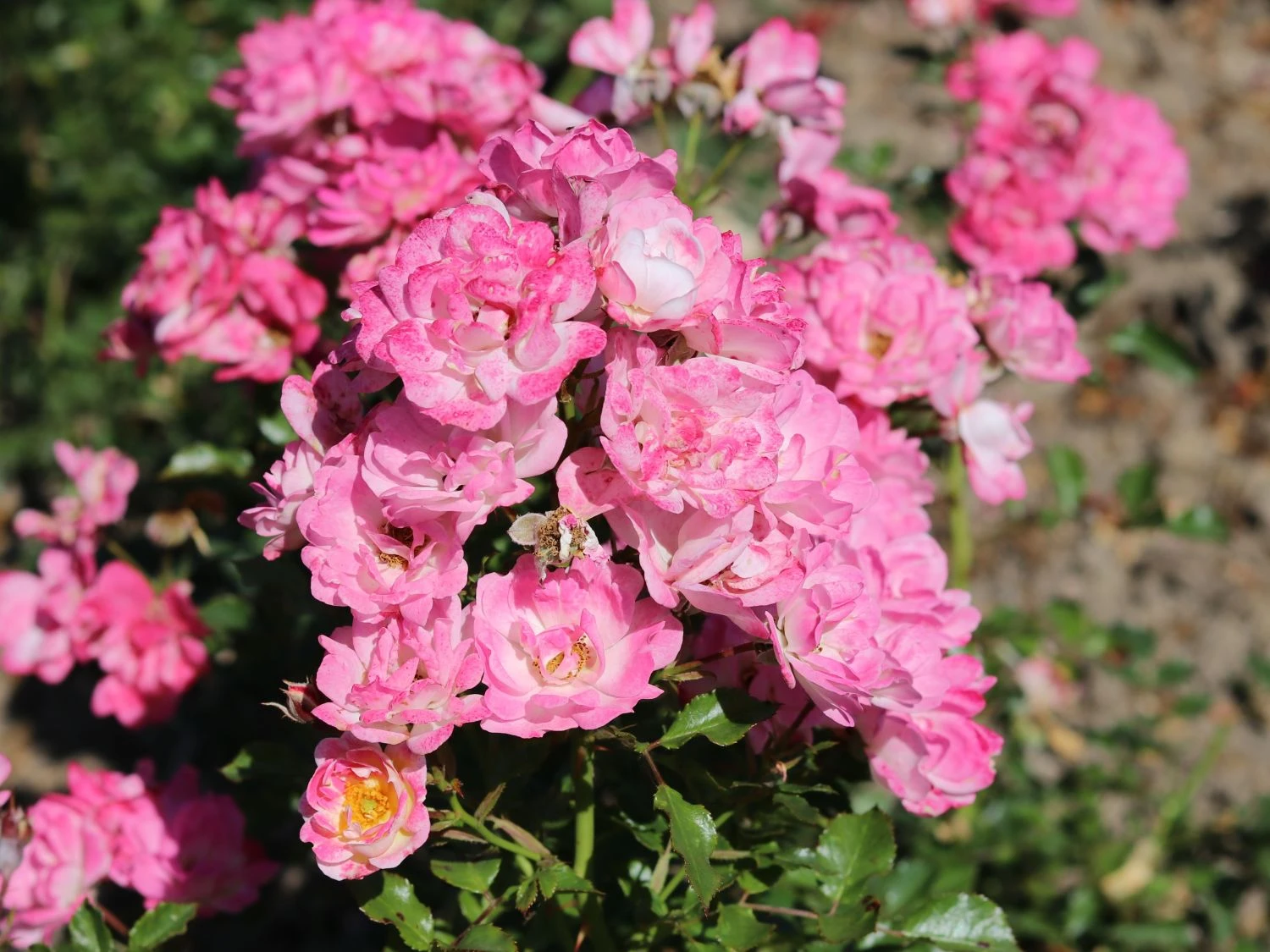 Zwergrose 'Flirt ® 2011' 4 Zwergrose 'Flirt ® 2011' – Bild 4