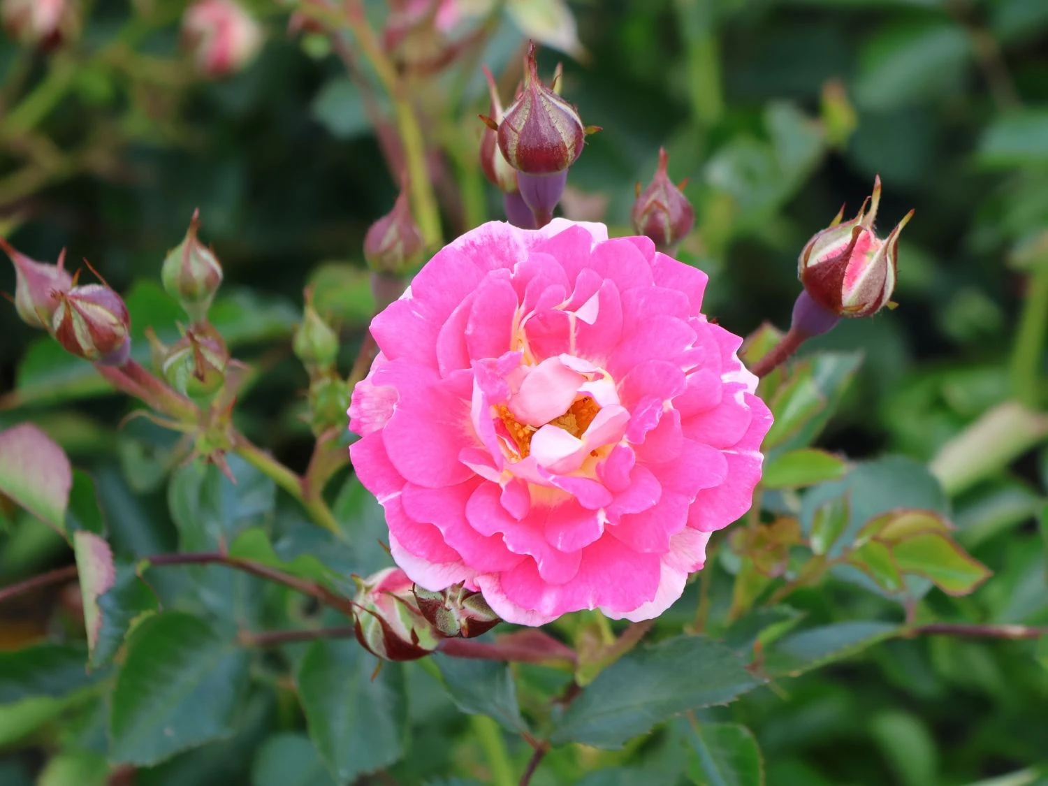 Zwergrose 'Flirt ® 2011' 10 Zwergrose 'Flirt ® 2011' – Bild 10