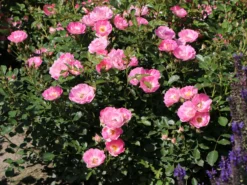 Zwergrose 'Flirt ® 2011' 15 Zwergrose 'Flirt ® 2011' -Deutschland Garten Funk Verkaufs-Shop zwergrose flirt 2011 m055127 w 3