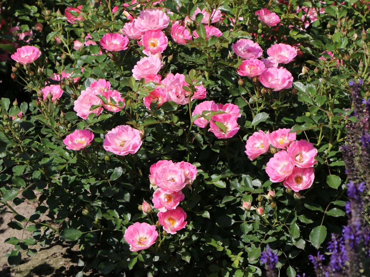 Zwergrose 'Flirt ® 2011' 6 Zwergrose 'Flirt ® 2011' – Bild 6