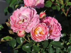 Zwergrose 'Flirt ® 2011' 18 Zwergrose 'Flirt ® 2011' -Deutschland Garten Funk Verkaufs-Shop zwergrose flirt 2011 m055127 w 4 1