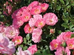 Zwergrose 'Flirt ® 2011' 16 Zwergrose 'Flirt ® 2011' -Deutschland Garten Funk Verkaufs-Shop zwergrose flirt 2011 m055127 w 4