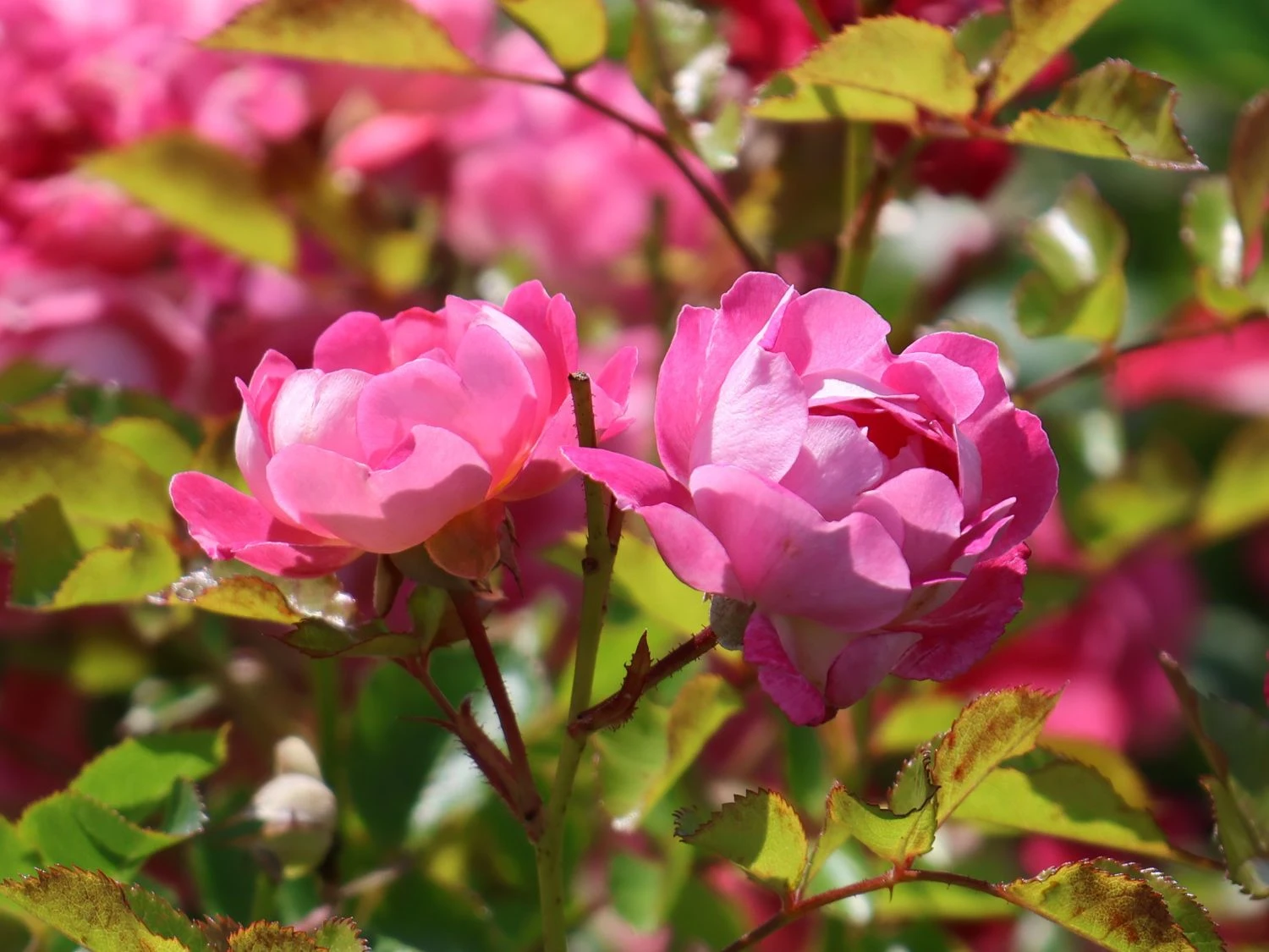 Zwergrose 'Flirt ® 2011' 2 Zwergrose 'Flirt ® 2011' – Bild 2