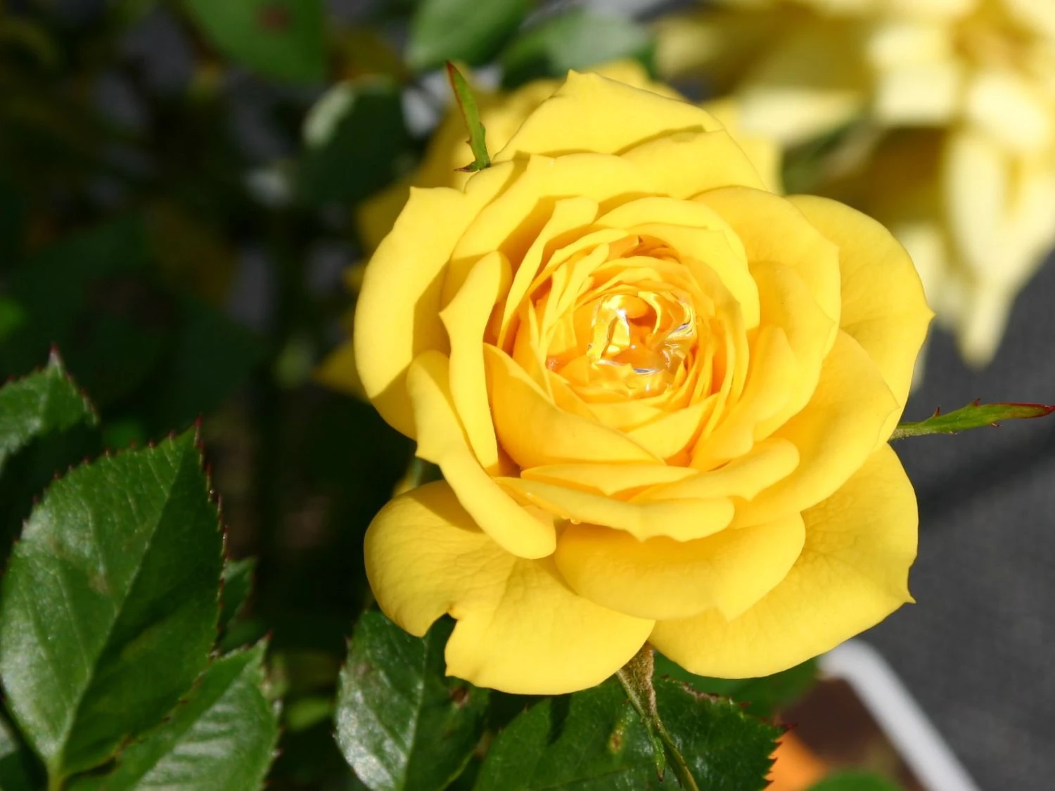 Zwergrose 'Goldjuwel' ® 1 Zwergrose 'Goldjuwel' ®