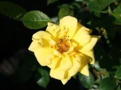 Zwergrose 'Goldjuwel' ® 13 Zwergrose 'Goldjuwel' ® -Deutschland Garten Funk Verkaufs-Shop zwergrose goldjuwel m005796 w 0