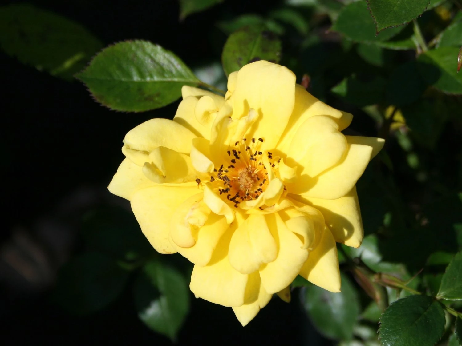 Zwergrose 'Goldjuwel' ® 7 Zwergrose 'Goldjuwel' ® – Bild 7