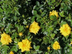 Zwergrose 'Goldjuwel' ® 11 Zwergrose 'Goldjuwel' ® -Deutschland Garten Funk Verkaufs-Shop zwergrose goldjuwel m005796 w 1