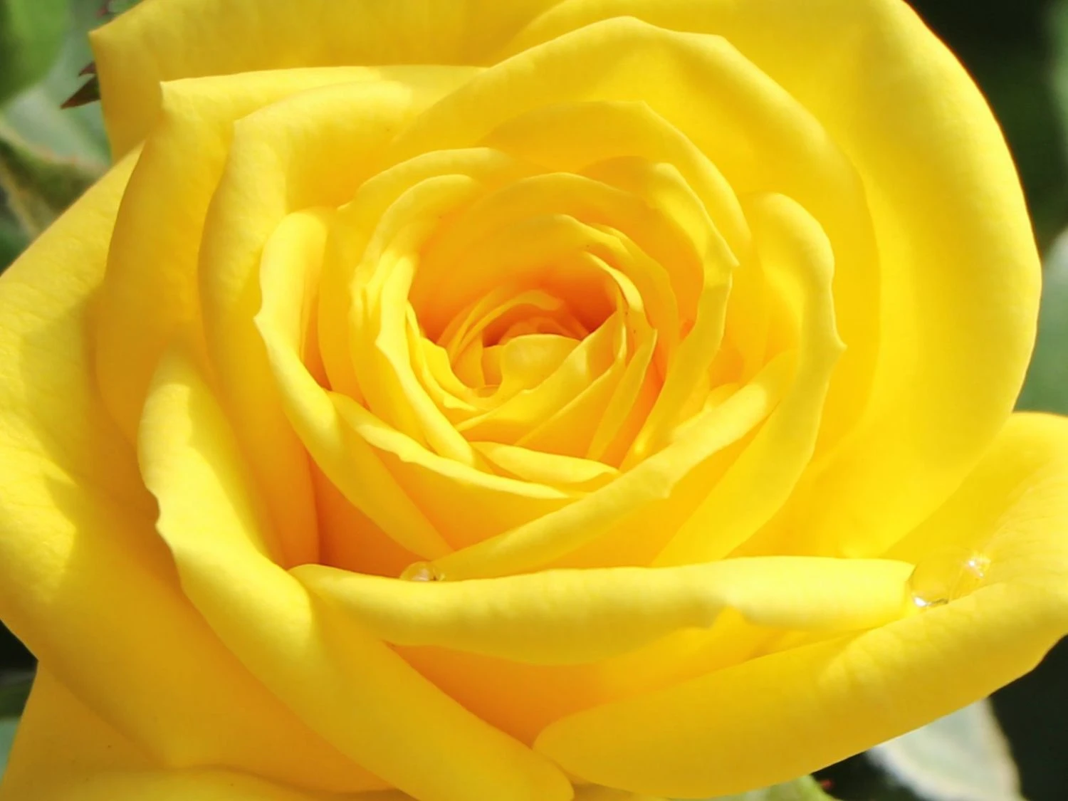 Zwergrose 'Goldjuwel' ® 2 Zwergrose 'Goldjuwel' ® – Bild 2