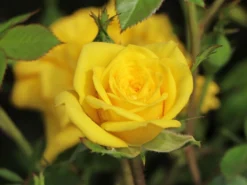 Zwergrose 'Goldjuwel' ® 9 Zwergrose 'Goldjuwel' ® -Deutschland Garten Funk Verkaufs-Shop zwergrose goldjuwel m005796 w 3