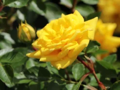 Zwergrose 'Goldjuwel' ® 10 Zwergrose 'Goldjuwel' ® -Deutschland Garten Funk Verkaufs-Shop zwergrose goldjuwel m005796 w 4