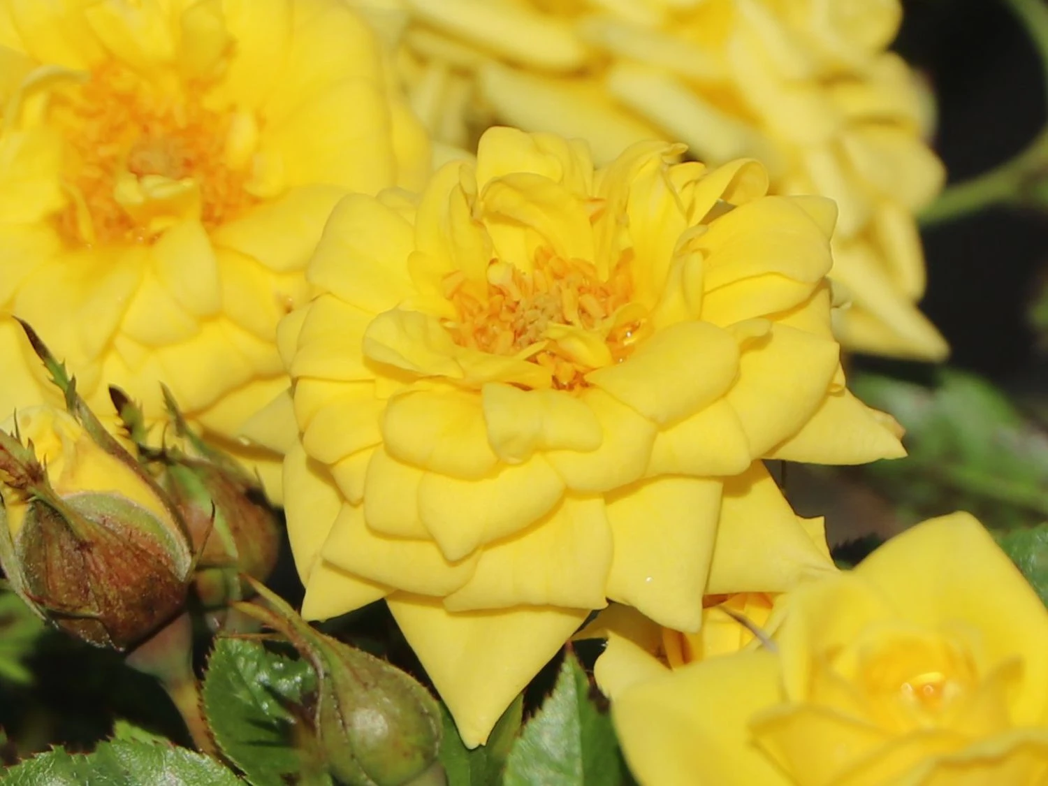 Zwergrose 'Goldjuwel' ® 6 Zwergrose 'Goldjuwel' ® – Bild 6