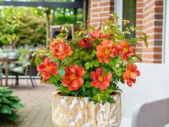 Zwergrose 'Havanna' 12 Zwergrose 'Havanna' -Deutschland Garten Funk Verkaufs-Shop zwergrose havanna m122250 w 0