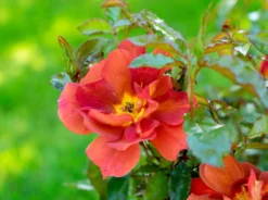 Zwergrose 'Havanna' 13 Zwergrose 'Havanna' -Deutschland Garten Funk Verkaufs-Shop zwergrose havanna m122250 w 1