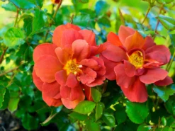 Zwergrose 'Havanna' 11 Zwergrose 'Havanna' -Deutschland Garten Funk Verkaufs-Shop zwergrose havanna m122250 w 2