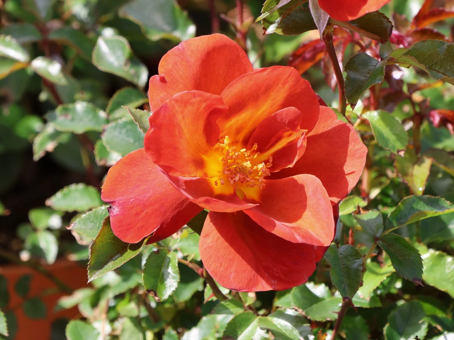 Zwergrose 'Havanna' 2 Zwergrose 'Havanna' – Bild 2