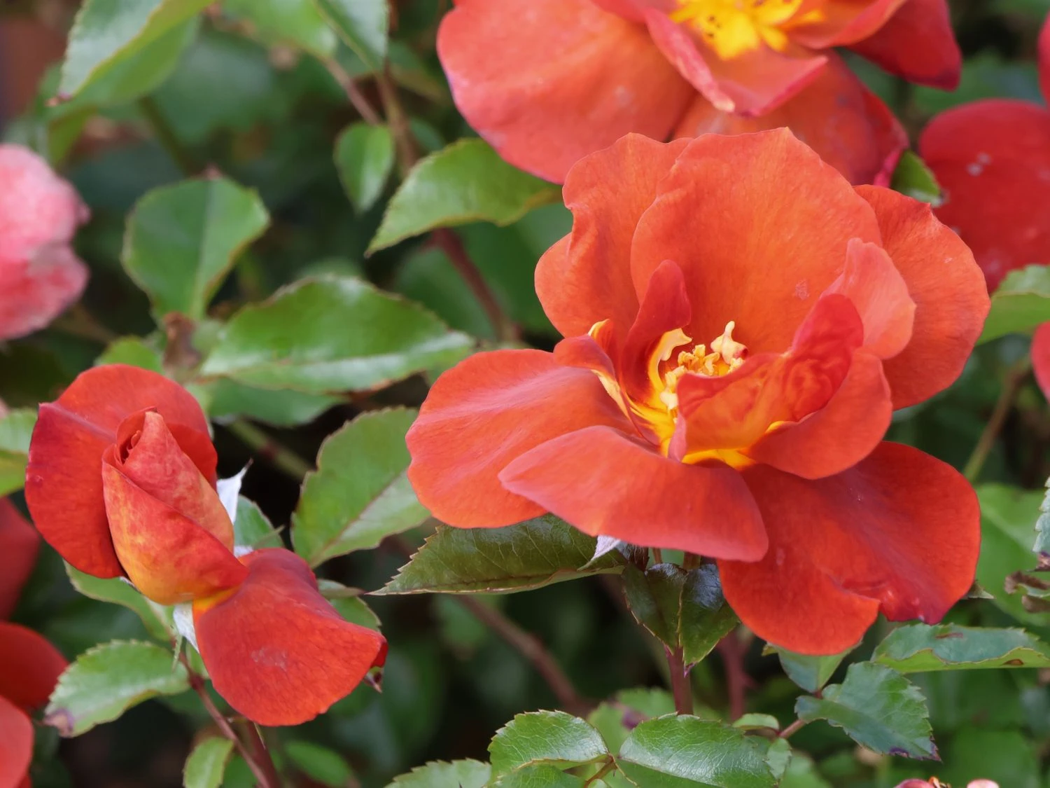 Zwergrose 'Havanna' 3 Zwergrose 'Havanna' – Bild 3