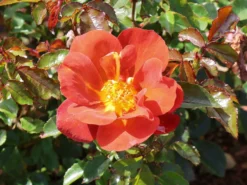 Zwergrose 'Havanna' 10 Zwergrose 'Havanna' -Deutschland Garten Funk Verkaufs-Shop zwergrose havanna m122250 w 5