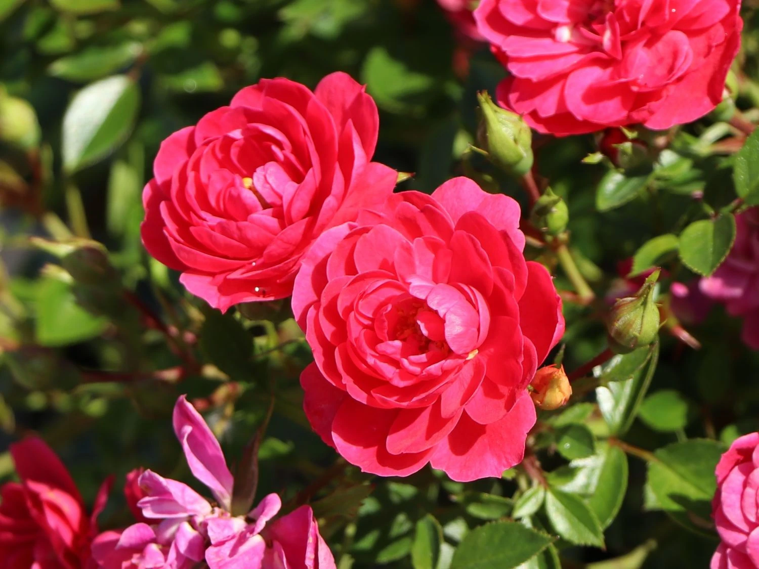 Zwergrose 'Hobby' ® 1 Zwergrose 'Hobby' ®