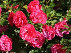 Zwergrose 'Hobby' ® 3 Zwergrose 'Hobby' ® -Deutschland Garten Funk Verkaufs-Shop zwergrose hobby m005800 w 0