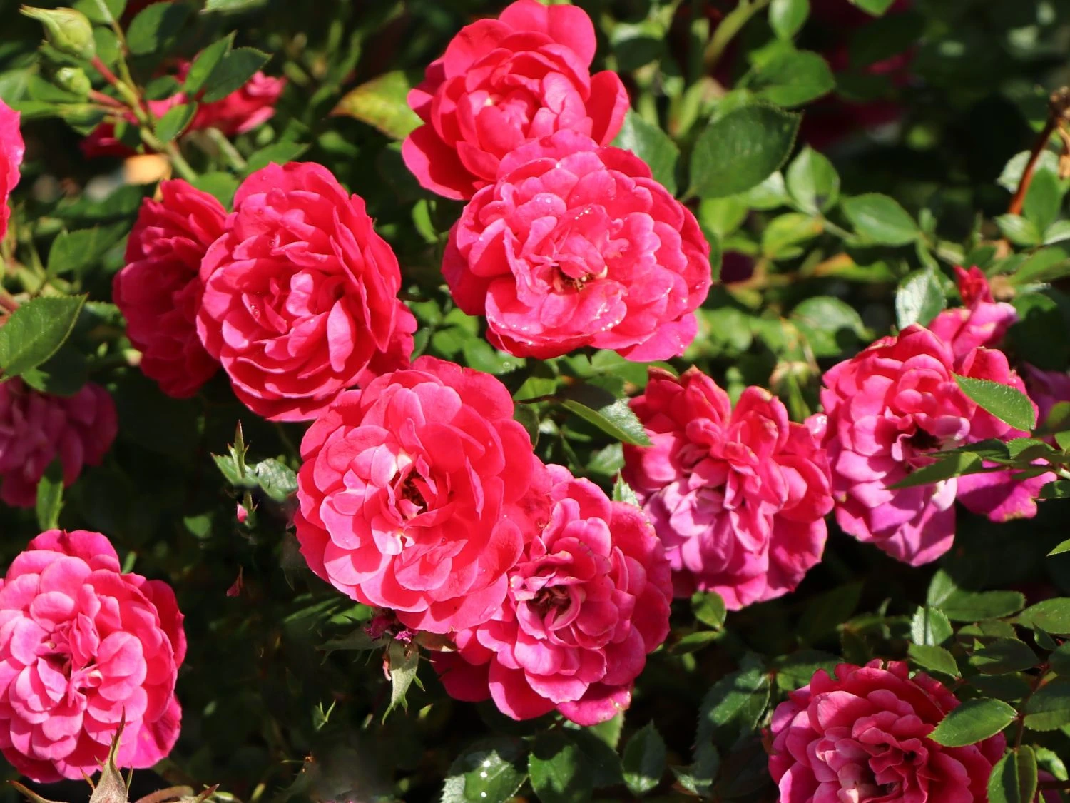 Zwergrose 'Hobby' ® 2 Zwergrose 'Hobby' ® – Bild 2