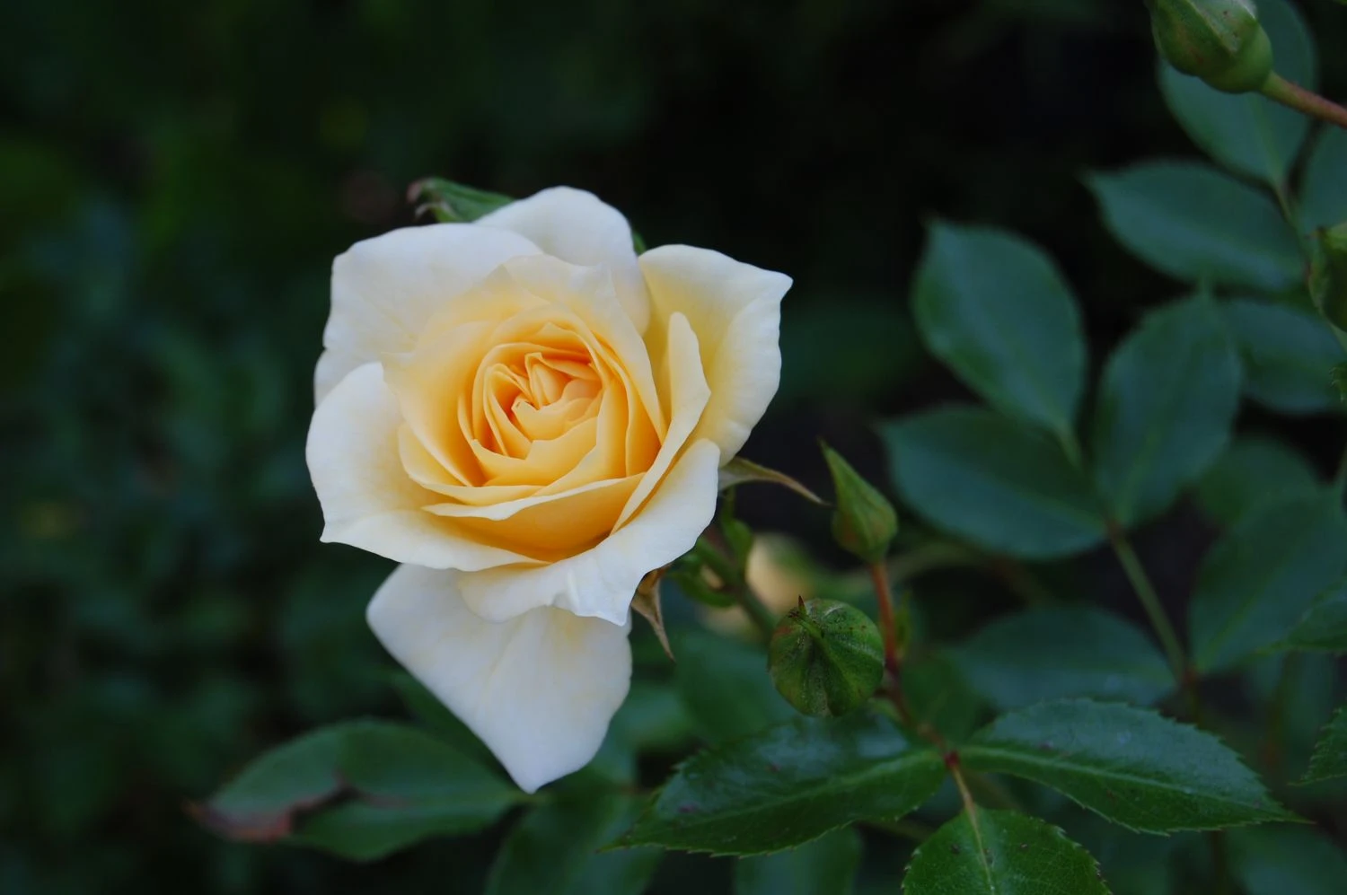 Zwergrose 'Honeymilk' ® 9 Zwergrose 'Honeymilk' ® – Bild 9