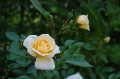 Zwergrose 'Honeymilk' ® 17 Zwergrose 'Honeymilk' ® -Deutschland Garten Funk Verkaufs-Shop zwergrose honeymilk m005804 362721 2