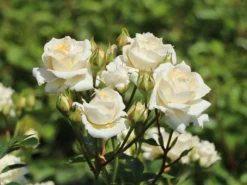 Zwergrose 'Honeymilk' ®