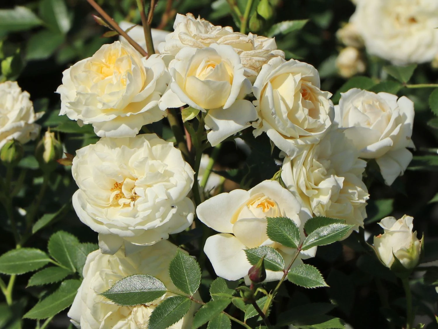 Zwergrose 'Honeymilk' ® 3 Zwergrose 'Honeymilk' ® – Bild 3