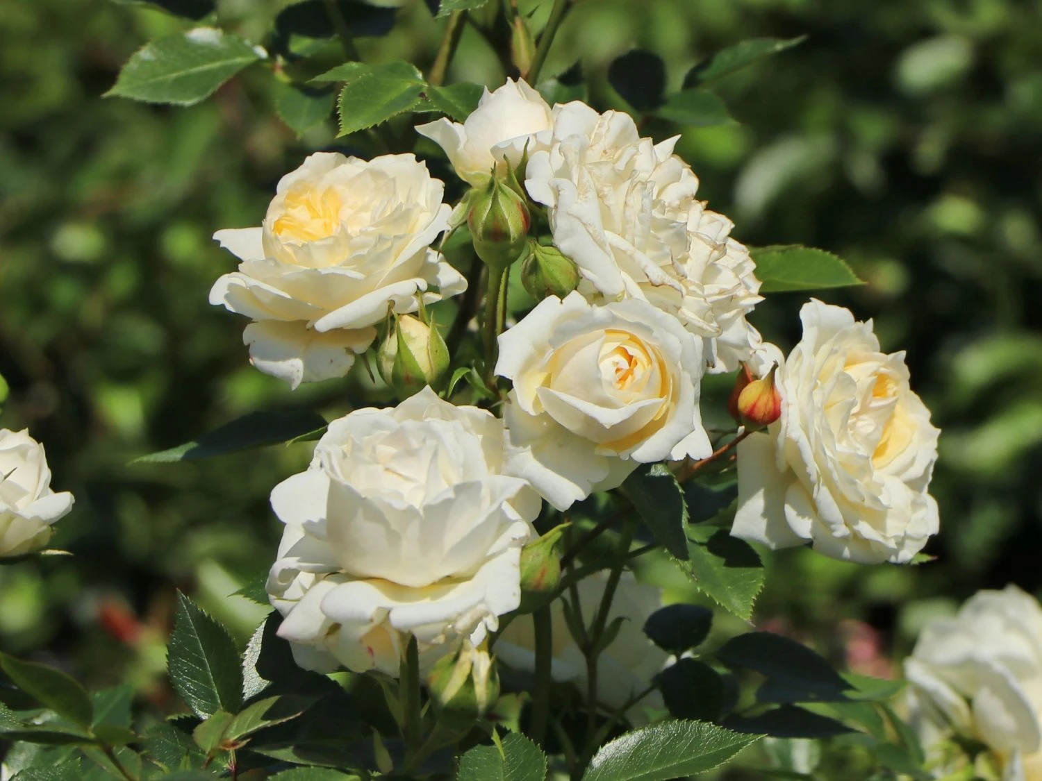 Zwergrose 'Honeymilk' ® 2 Zwergrose 'Honeymilk' ® – Bild 2