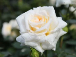 Zwergrose 'Honeymilk' ® 16 Zwergrose 'Honeymilk' ® -Deutschland Garten Funk Verkaufs-Shop zwergrose honeymilk m005804 w 2