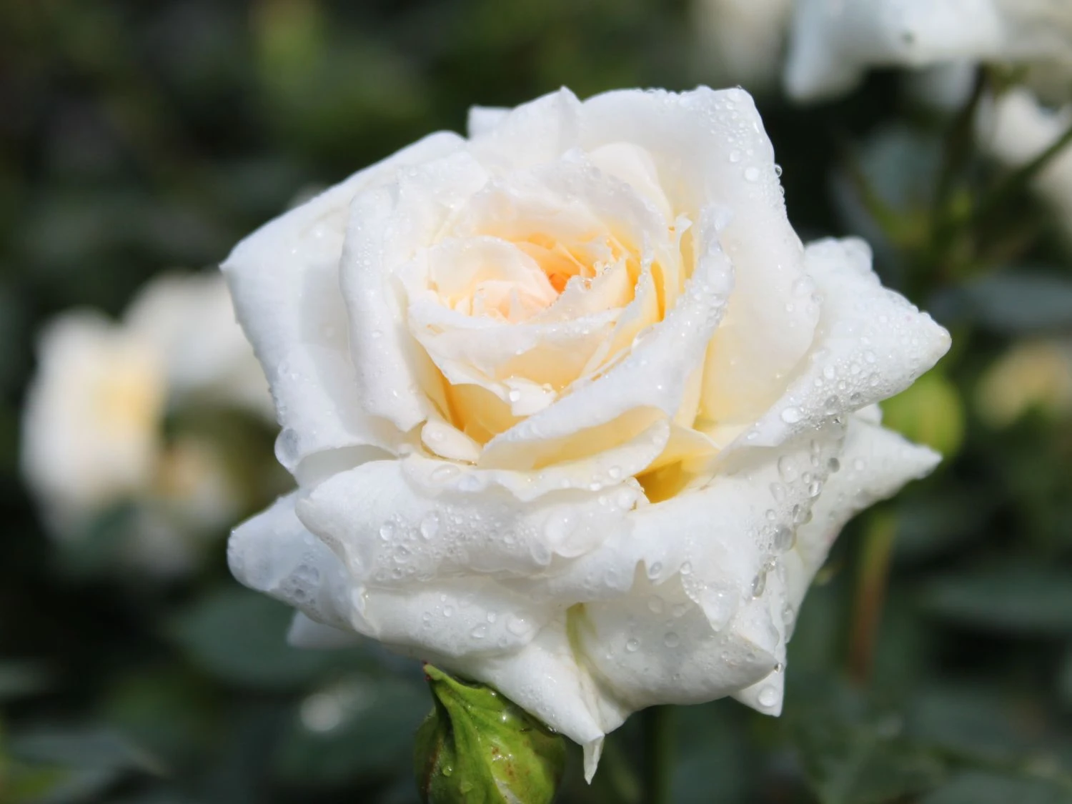 Zwergrose 'Honeymilk' ® 7 Zwergrose 'Honeymilk' ® – Bild 7