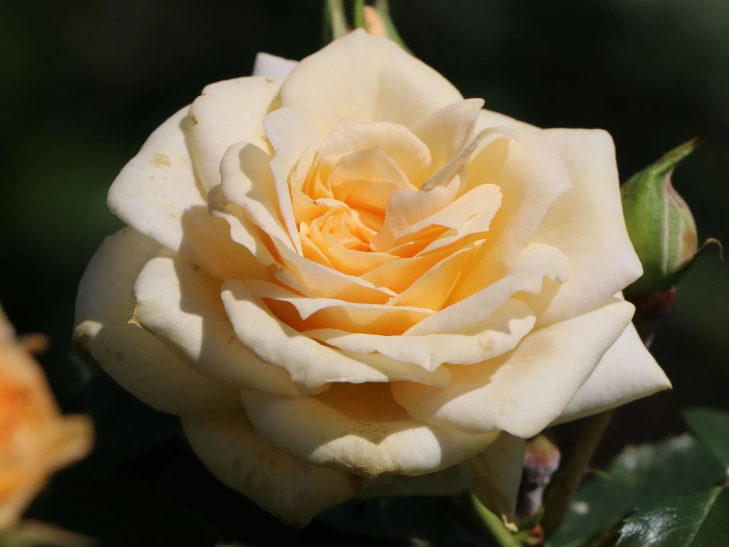 Zwergrose 'Honeymilk' ® 4 Zwergrose 'Honeymilk' ® – Bild 4