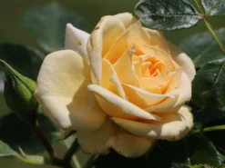 Zwergrose 'Honeymilk' ® 14 Zwergrose 'Honeymilk' ® -Deutschland Garten Funk Verkaufs-Shop zwergrose honeymilk m005804 w 4