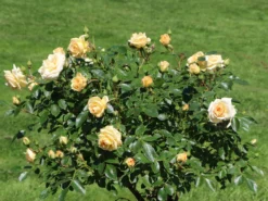 Zwergrose 'Honeymilk' ® 15 Zwergrose 'Honeymilk' ® -Deutschland Garten Funk Verkaufs-Shop zwergrose honeymilk m005804 w 5