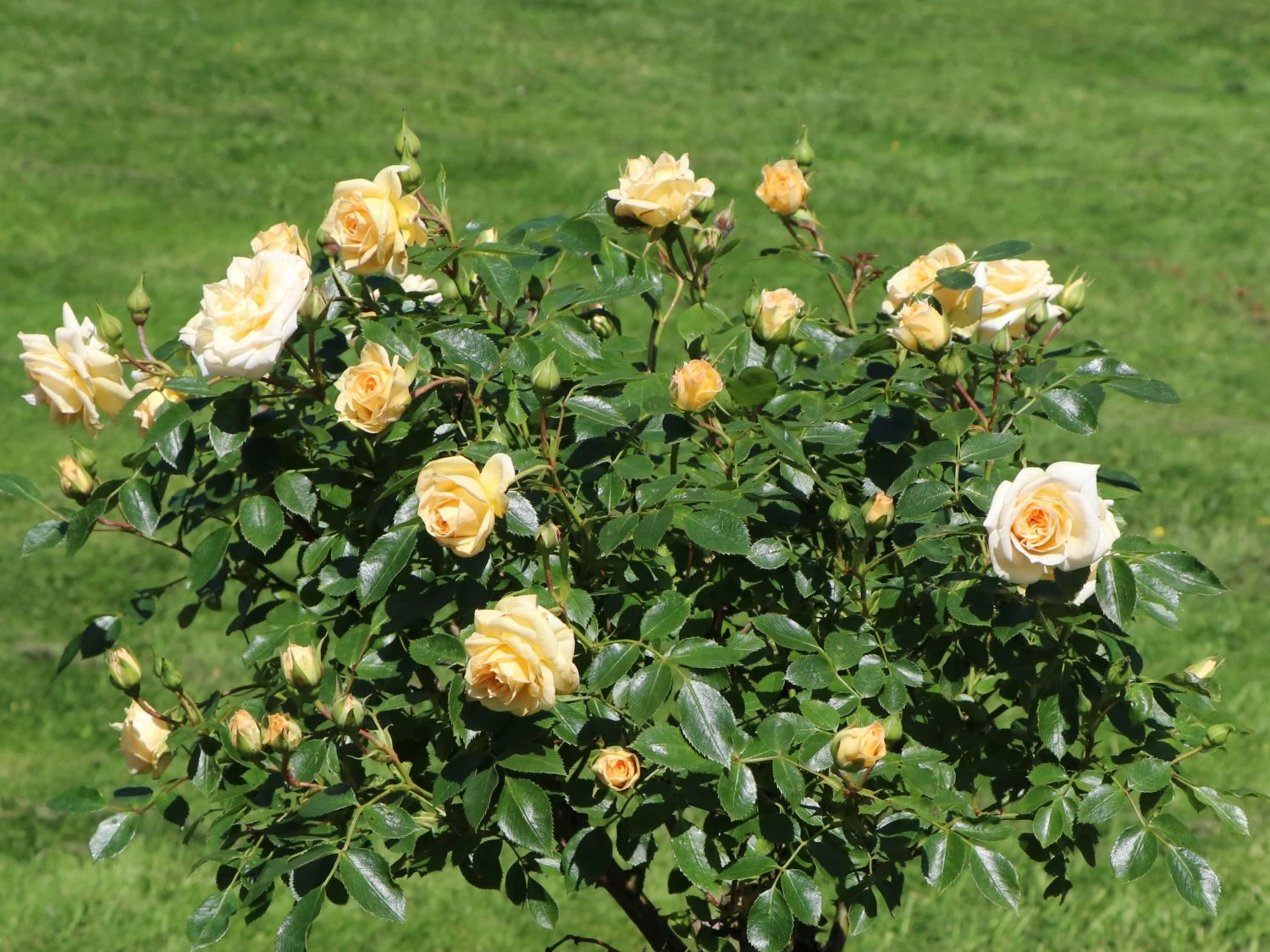 Zwergrose 'Honeymilk' ® 6 Zwergrose 'Honeymilk' ® – Bild 6